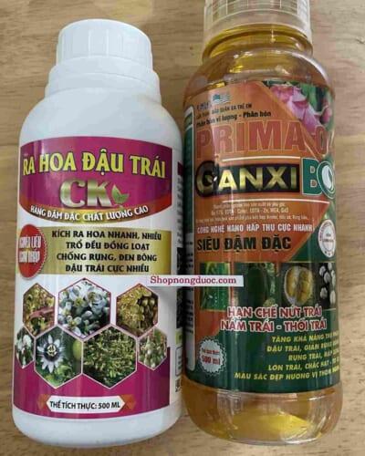 cặp ra hoa đậu trái CK hàng đậm đặc chất lượng cao